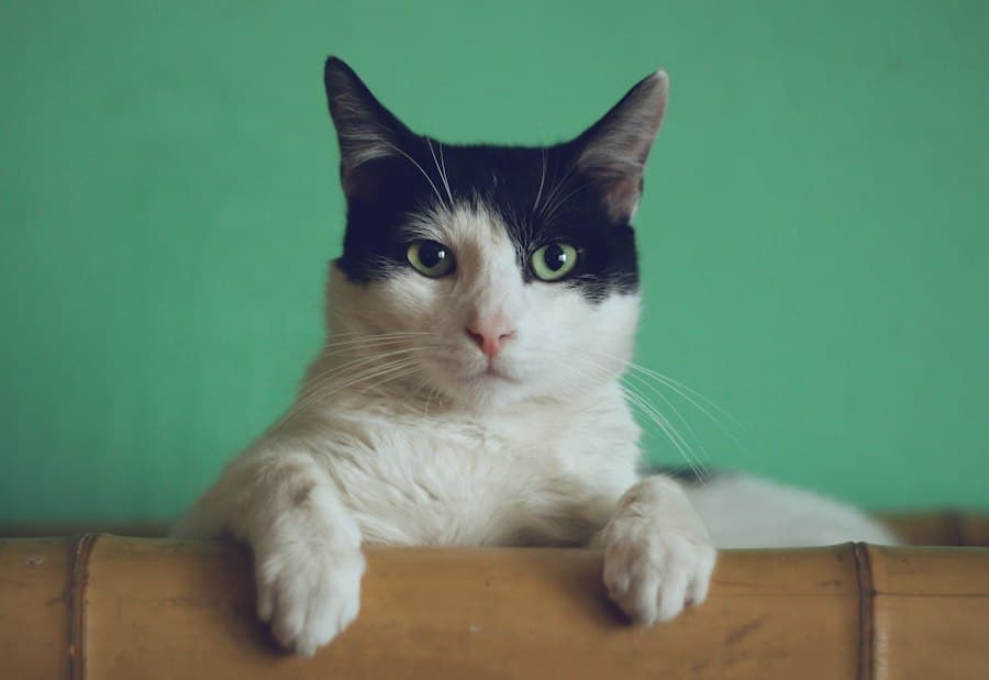 Cat in natural light — Pishi Gogoli